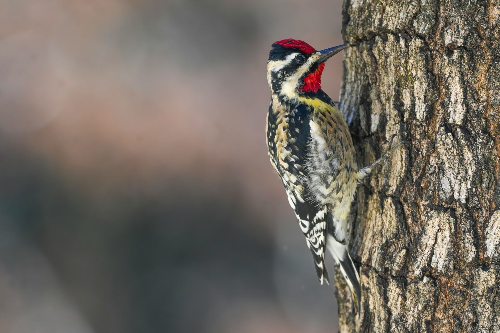 Yellow-bellied Sapsucker