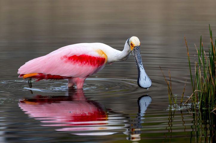 Bird Watching Groups in South Carolina: The Complete Club Directory