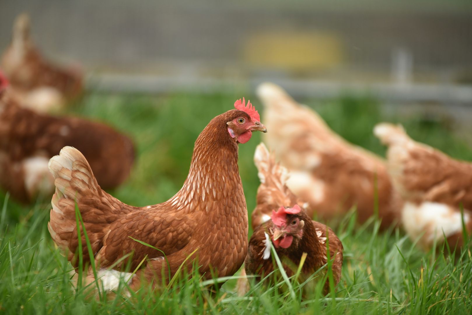 Chickens on grass