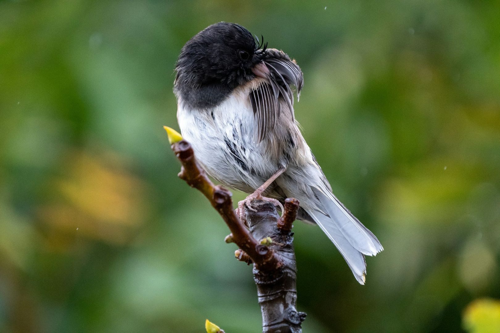 Dark-eyed Junco