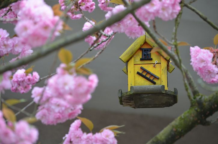 5 Tips to Attract Birds to a Birdhouse (Everyone forgets #2!)