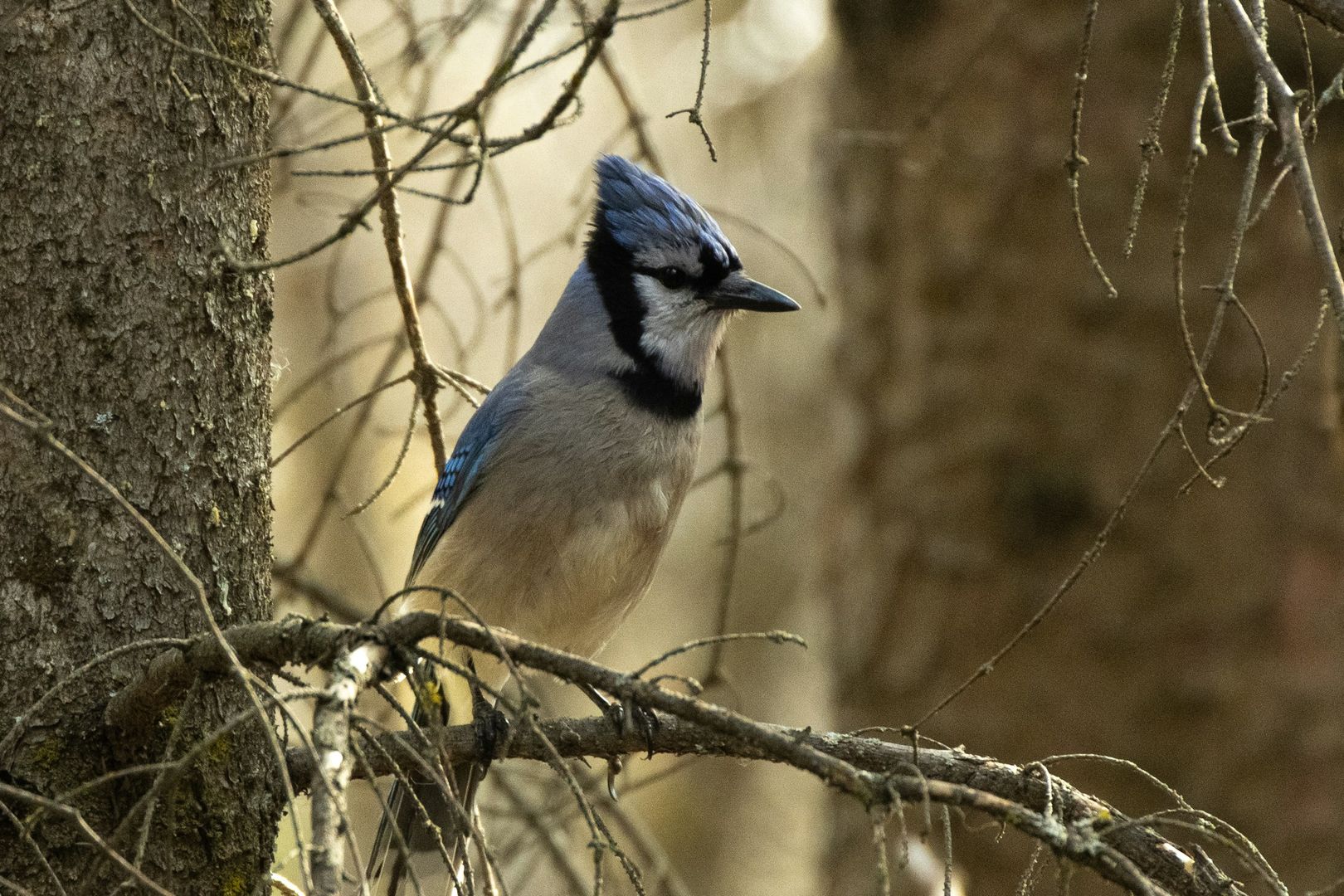 Blue Jay