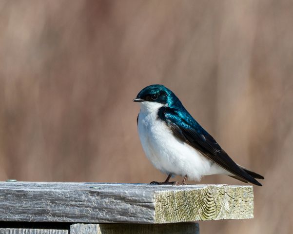 Bird Watching Groups in Oregon: The Complete Club Directory