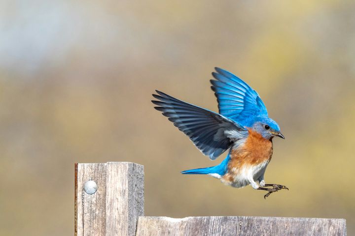 The Best Bird Houses for Bluebirds