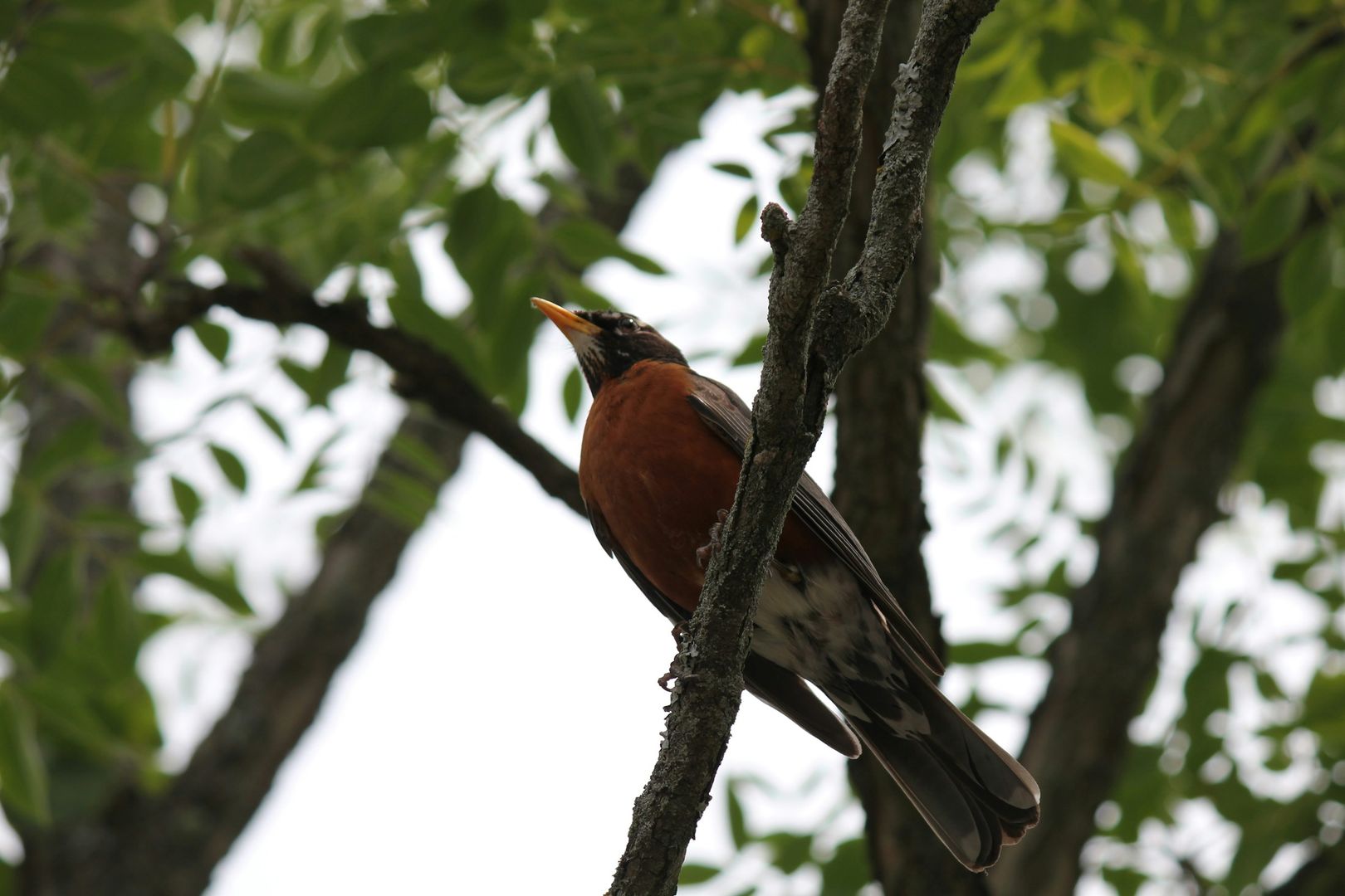 American Robin