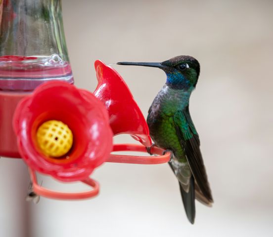 4 Features Every Hummingbird Feeder Needs