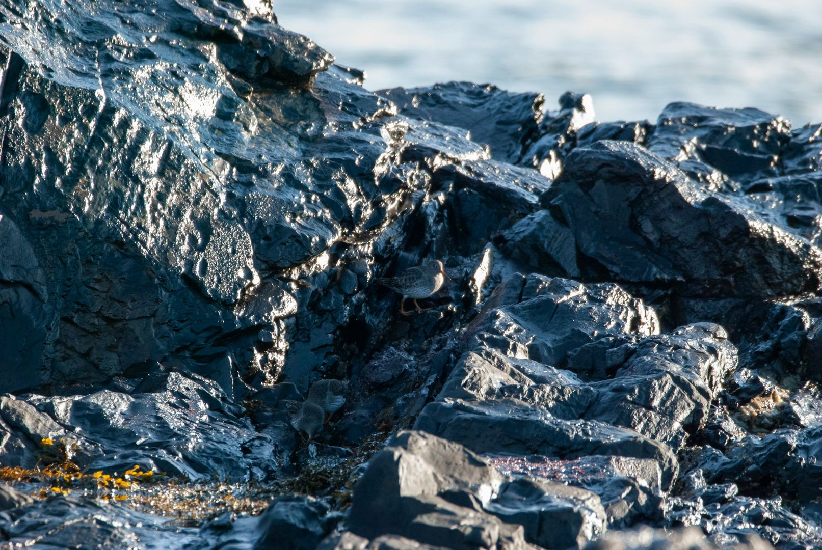 Purple Sandpiper