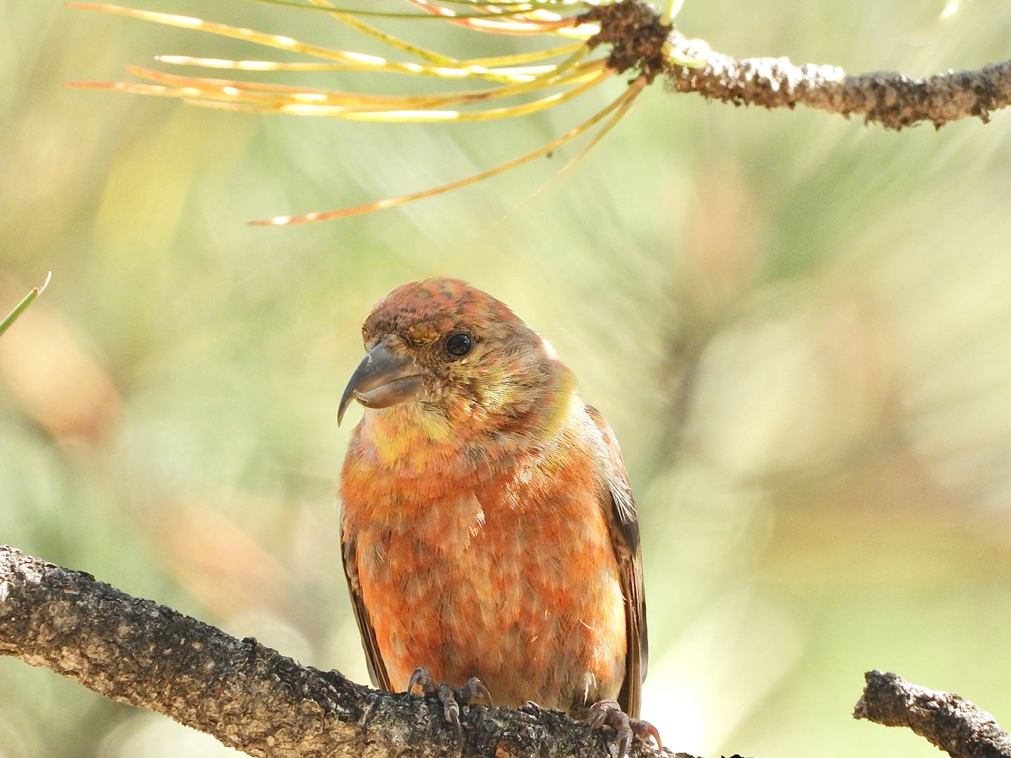 A Red Crossbill on a branch