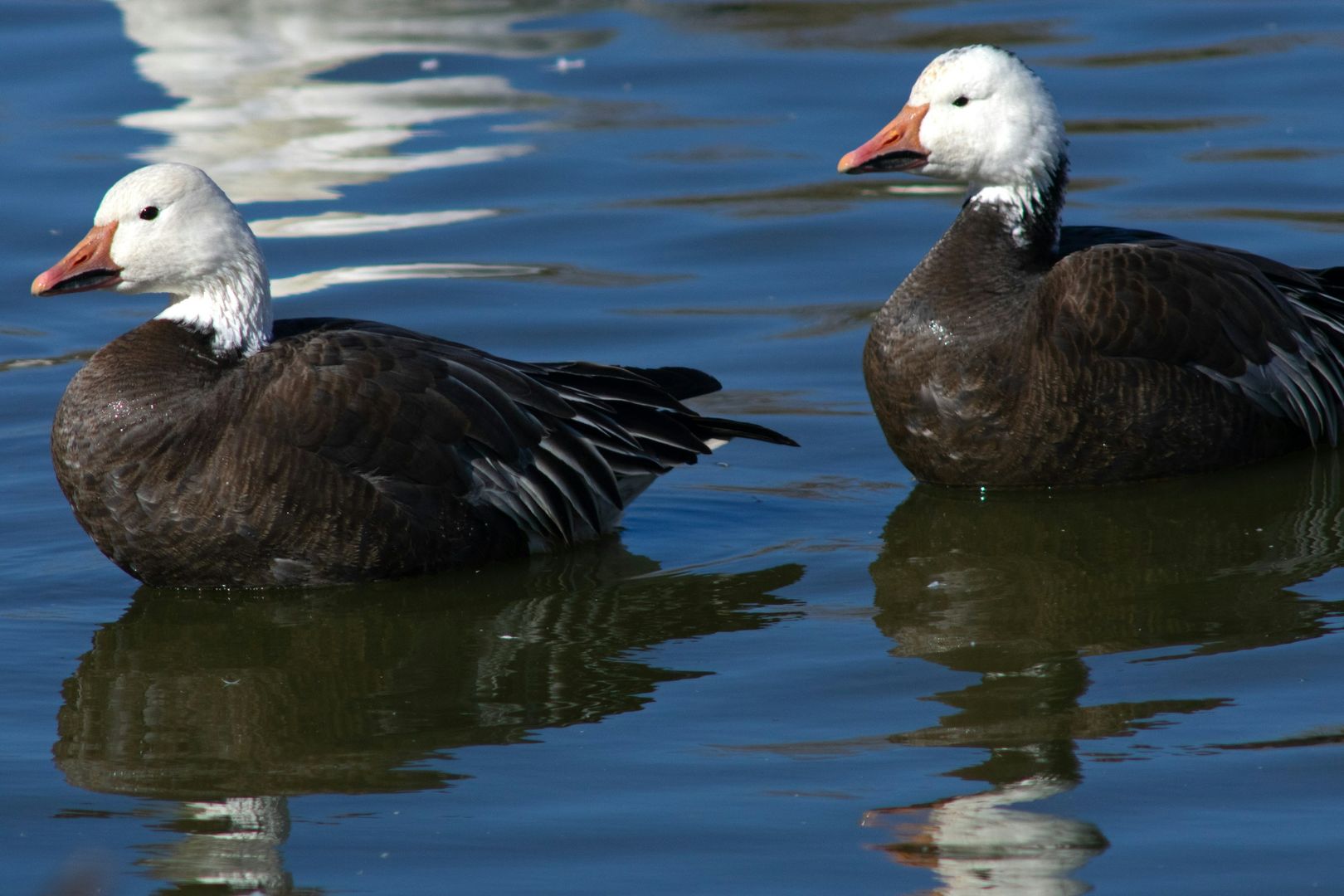 Snow Goose