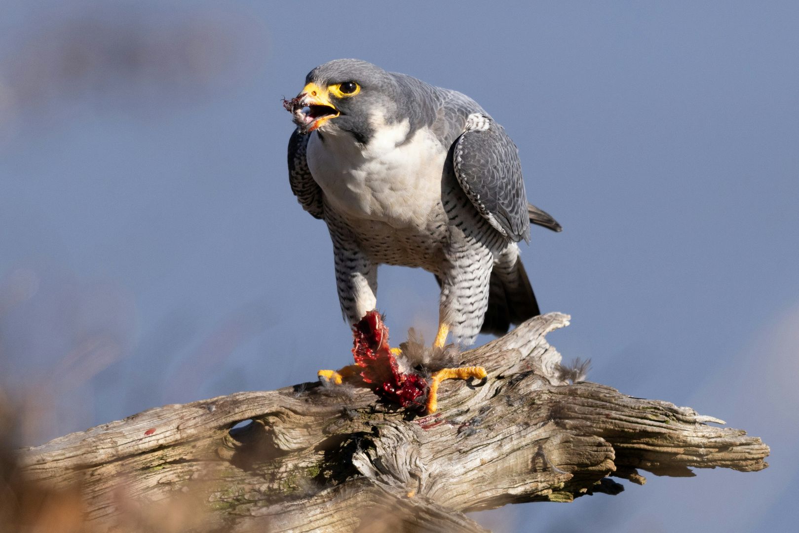 A Peregrine Falcon eating