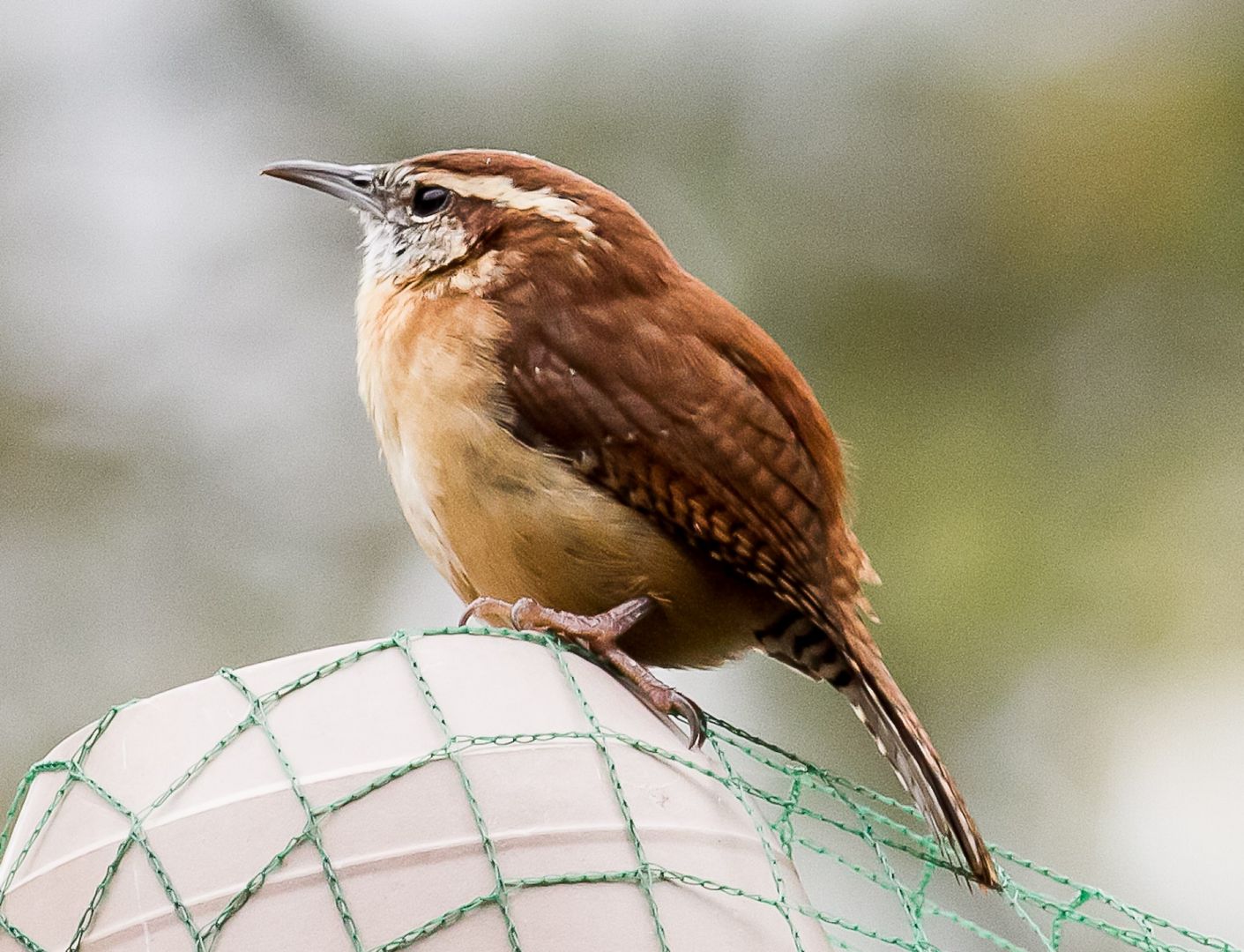 Carolina Wren