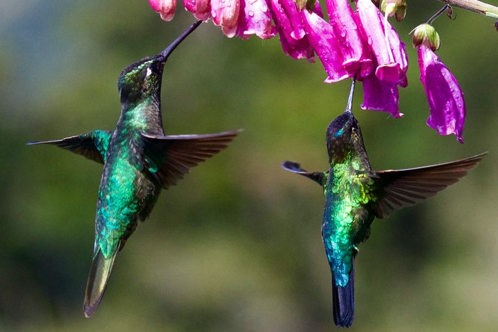 The Best Hummingbird Plants for Idaho