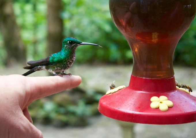 The Complete Guide to Hummingbird Gardens and Sanctuaries in the United States