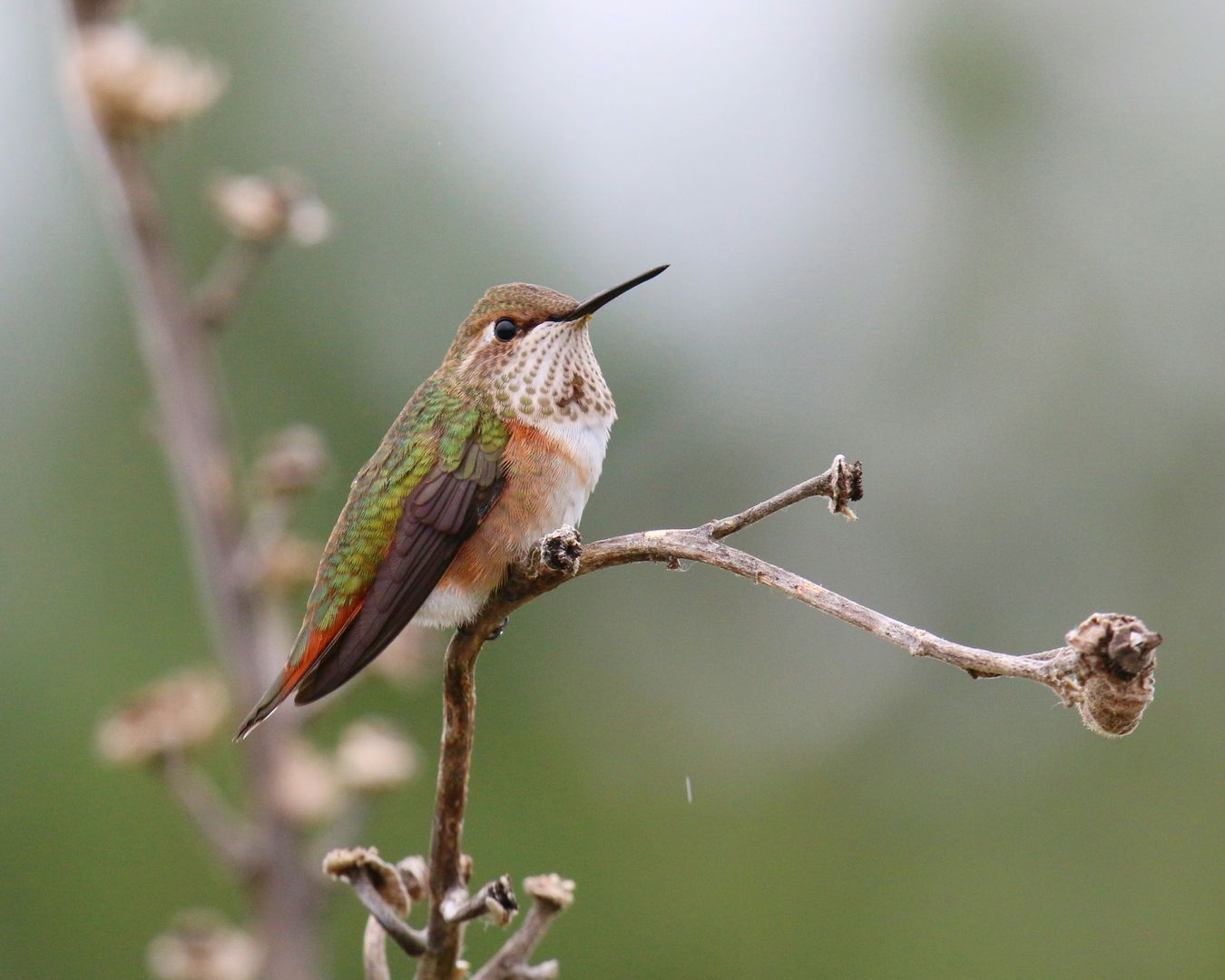 Rufous Hummingbird