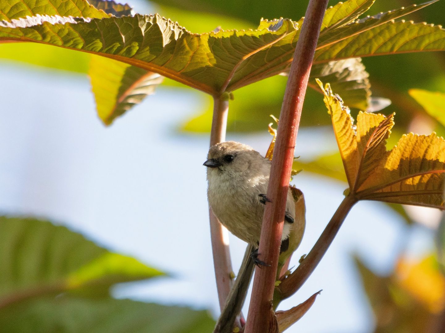 Bushtit