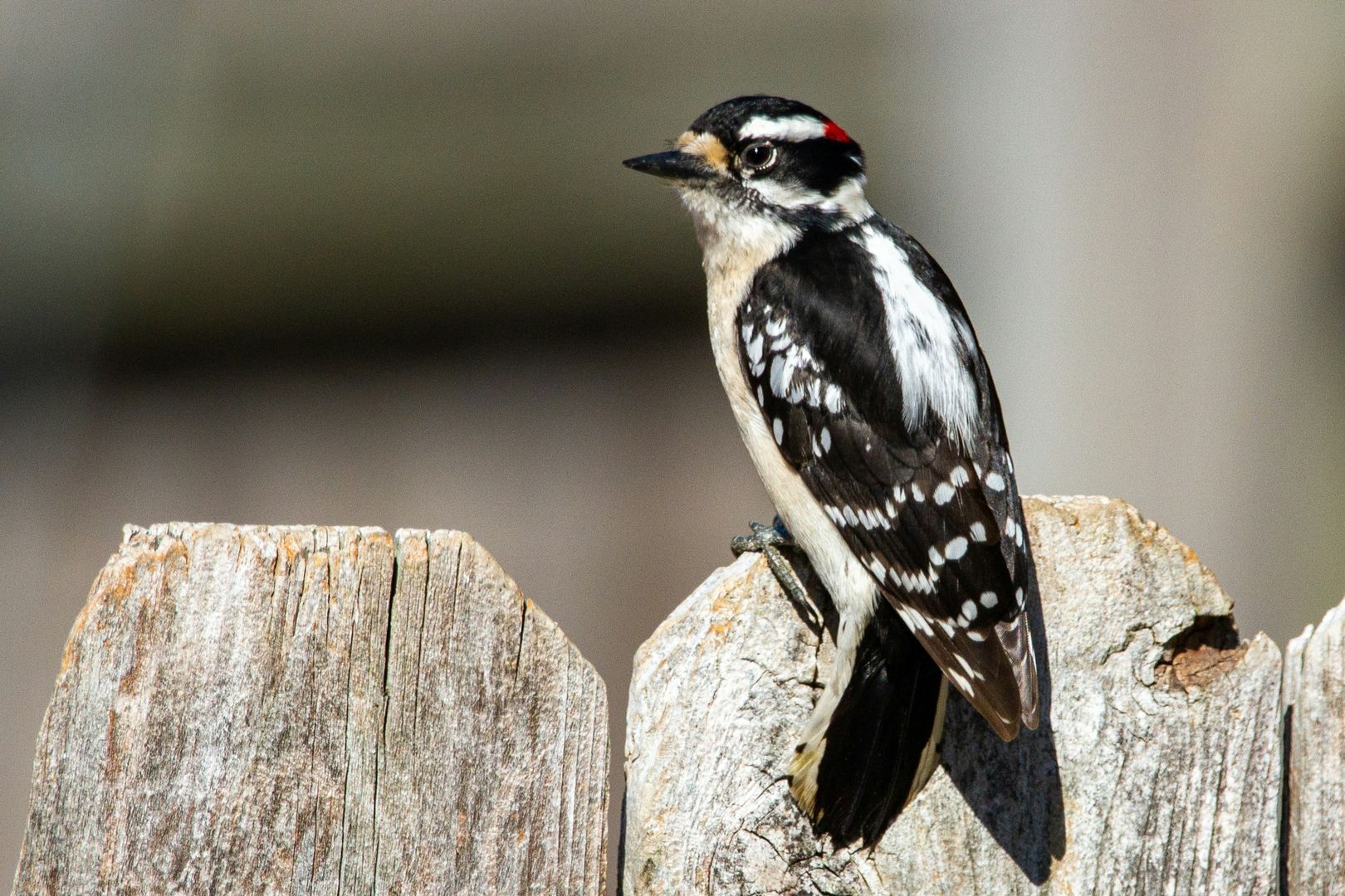 Downy Woodpecker