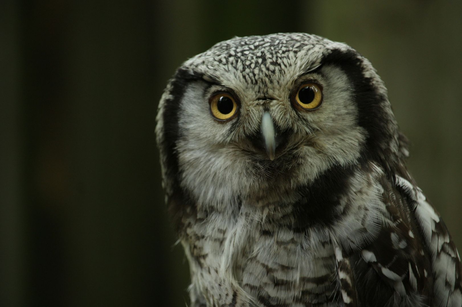 A Northern Hawk Owl