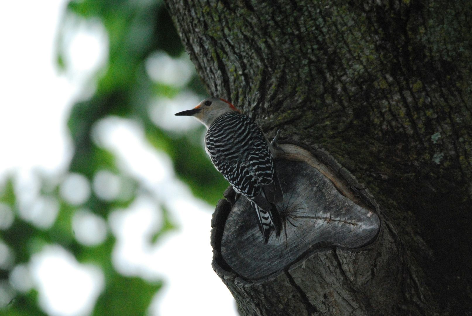 Red-bellied Woodpecker