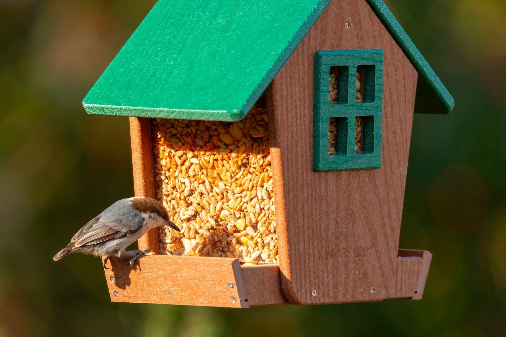Brown-headed Nuthatch
