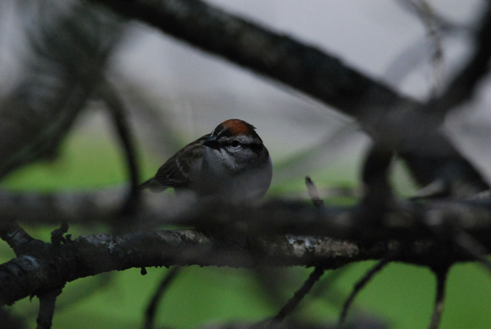 Chipping Sparrow