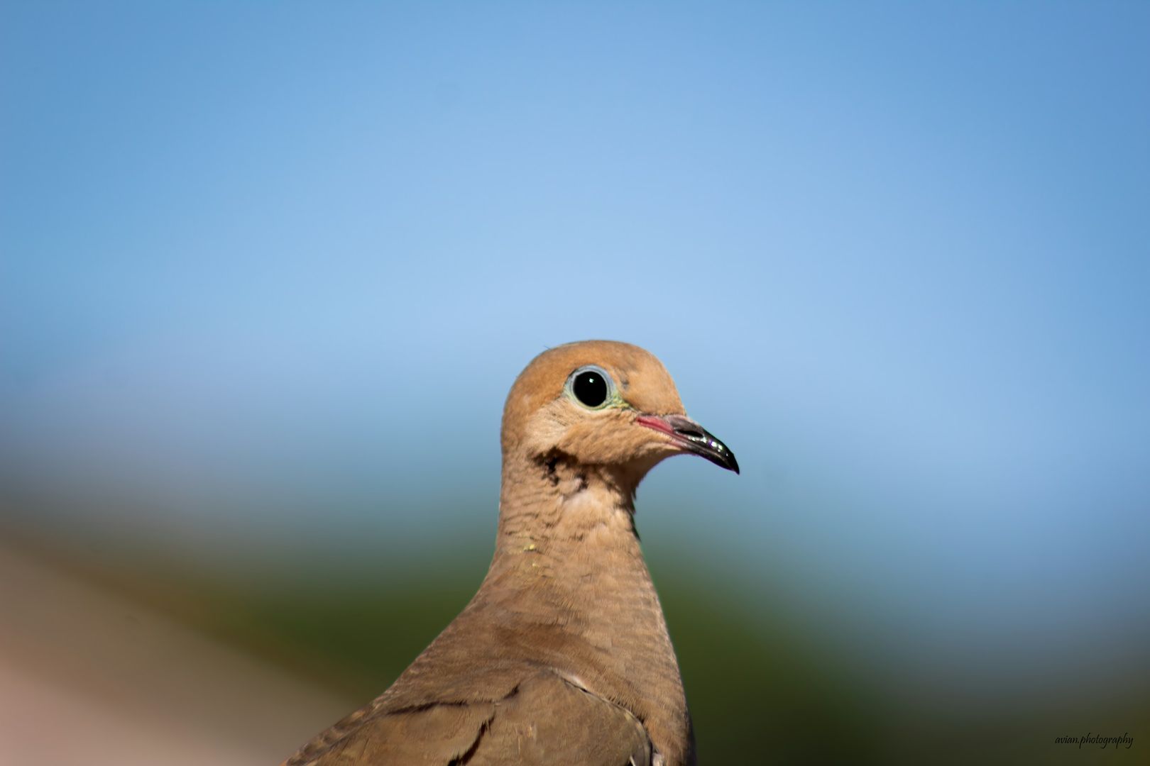 Mourning Dove