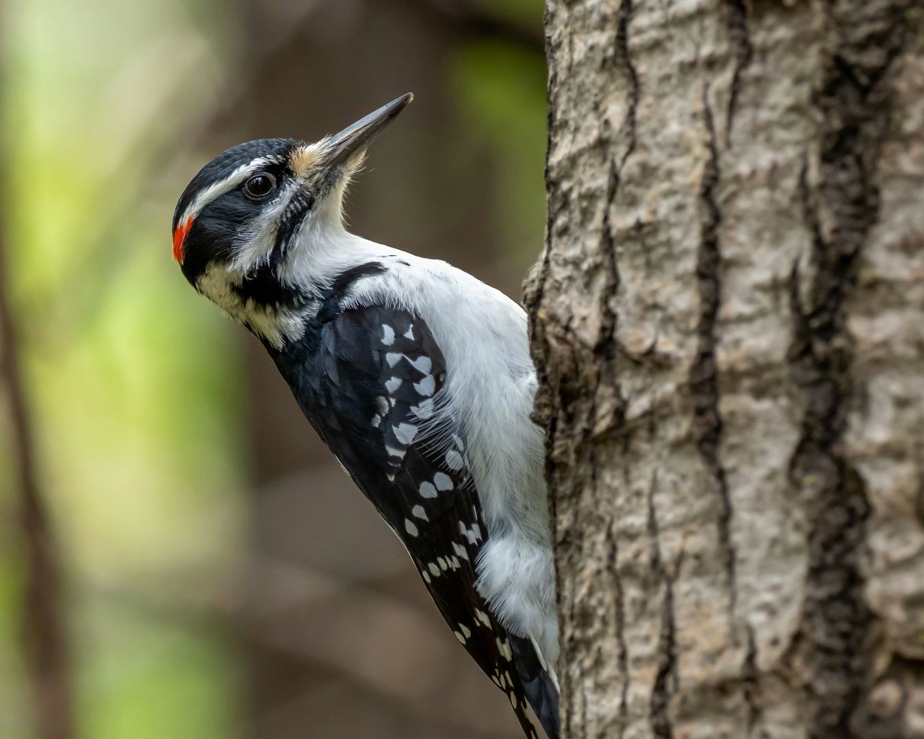 A Hairy Woodpecker in a tree