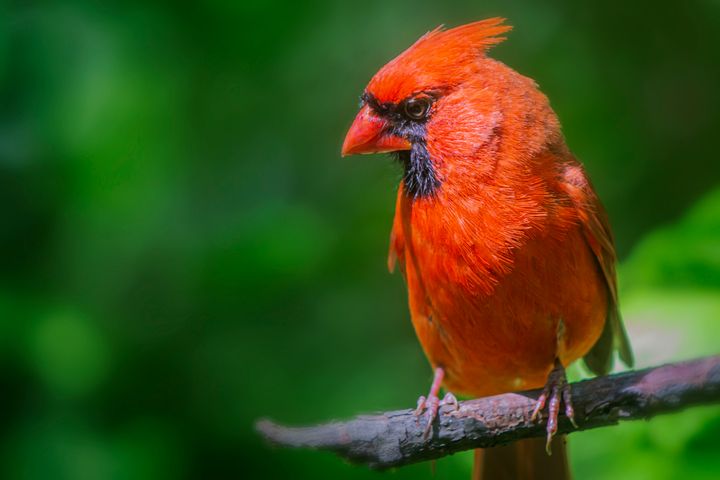 Bird Watching Groups in North Carolina: The Complete Club Directory