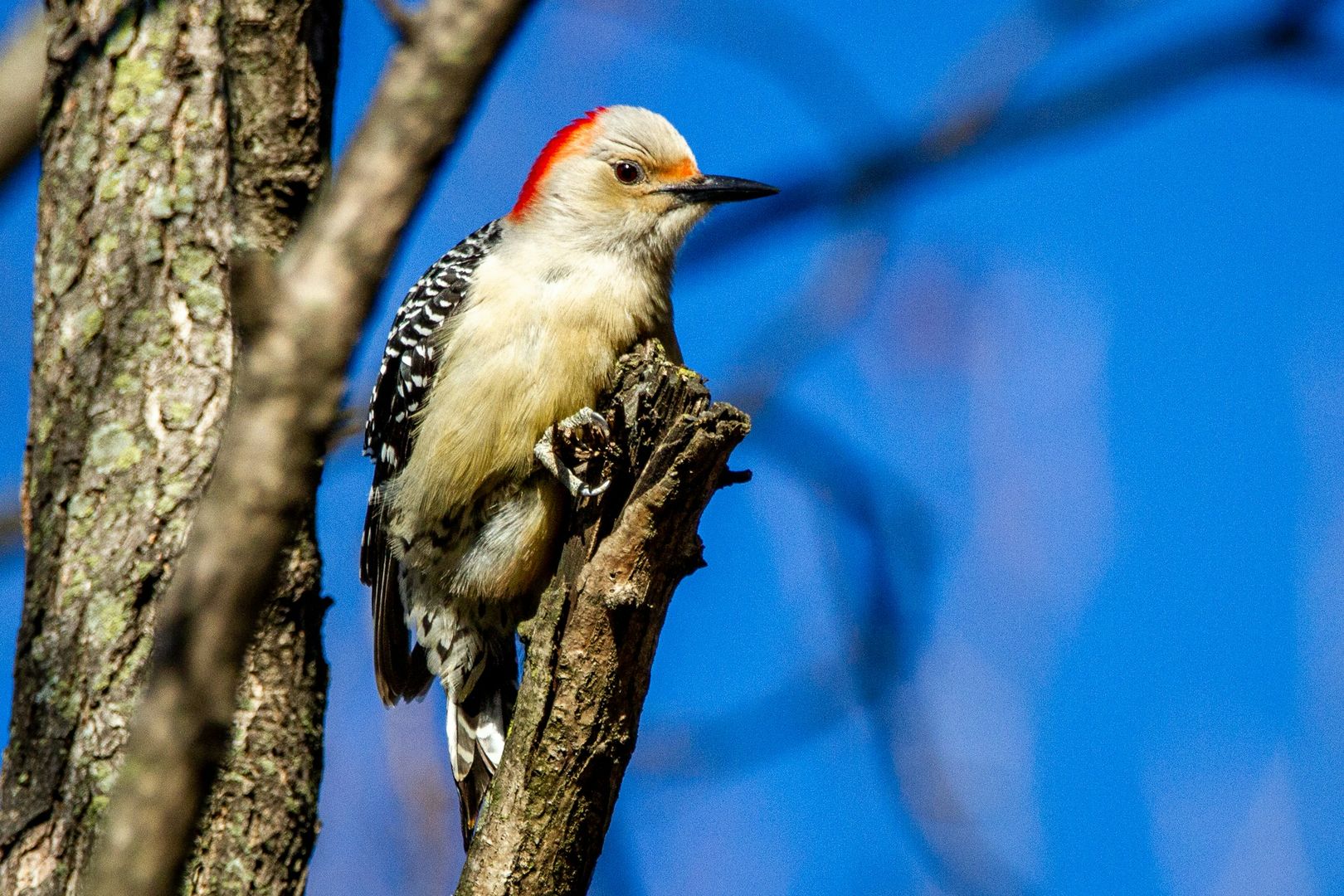 Red-bellied Woodpecker