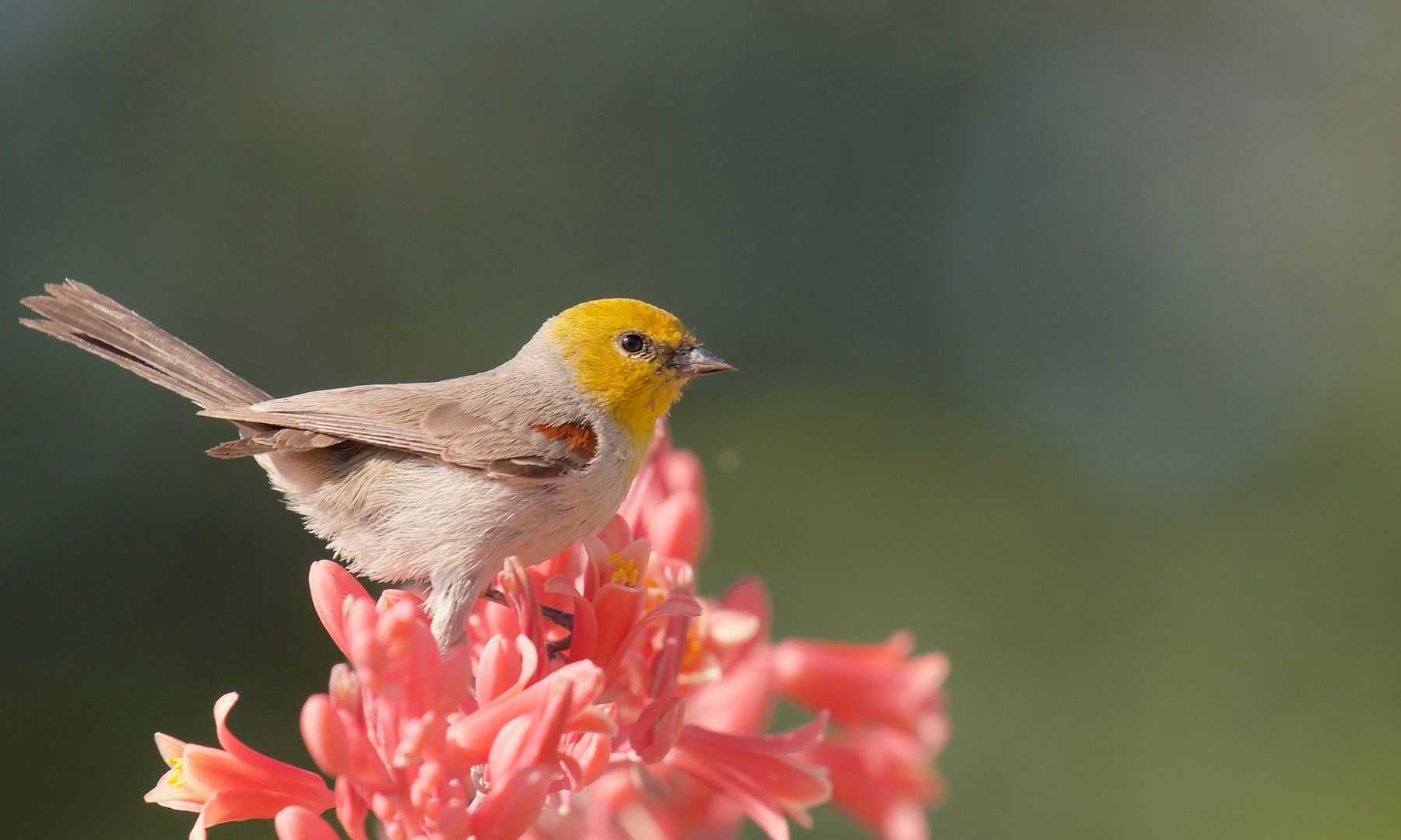 verdin on flowers