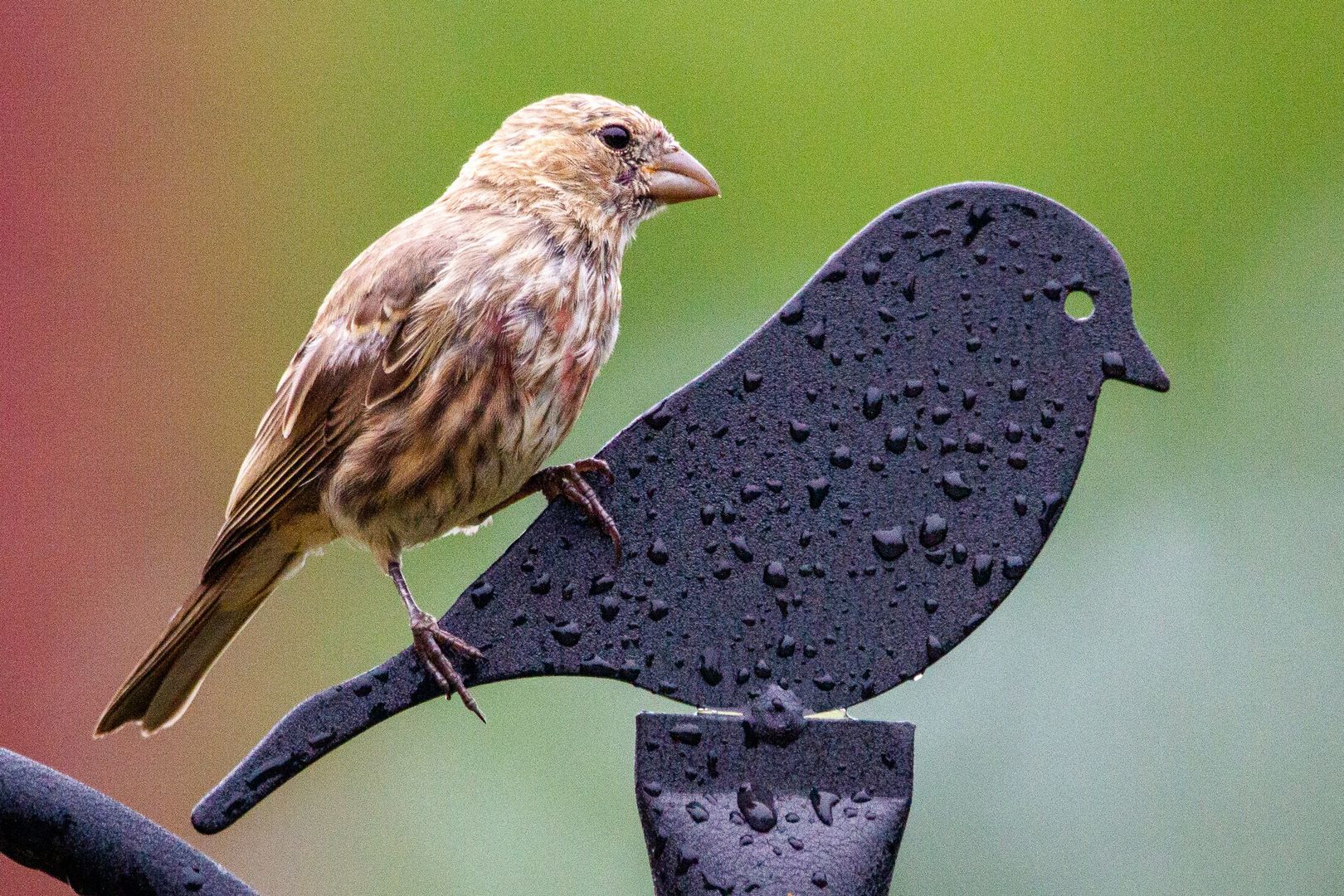 House Finch
