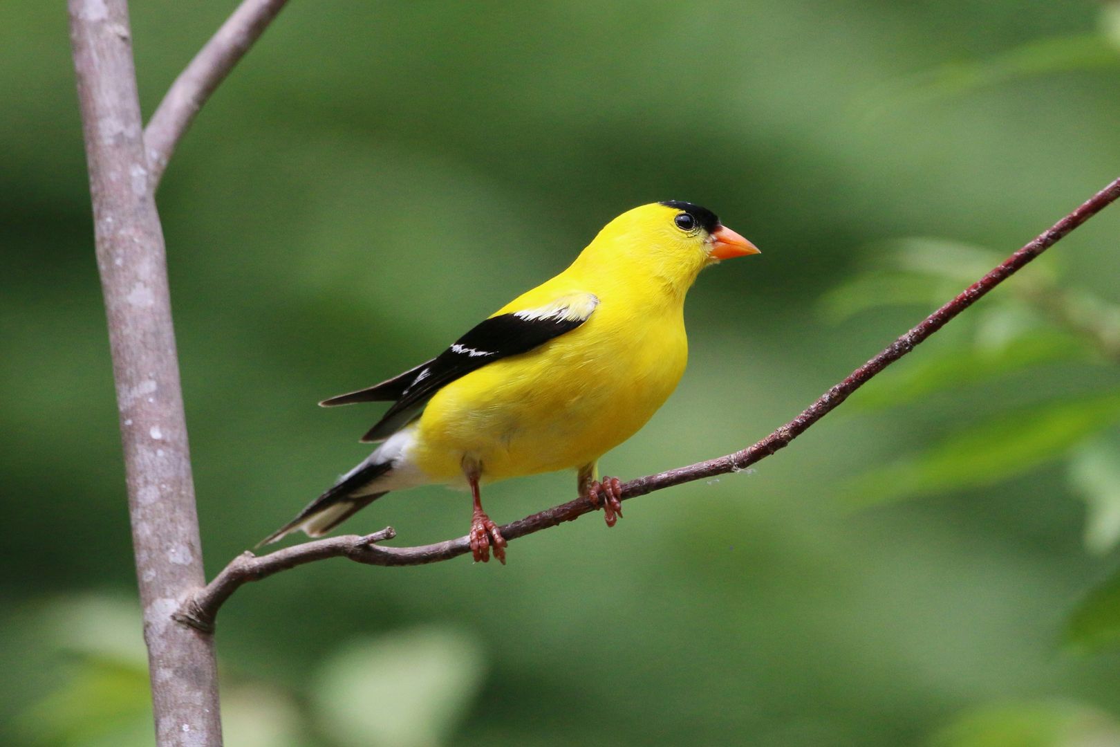 Goldfinch perched on a branch