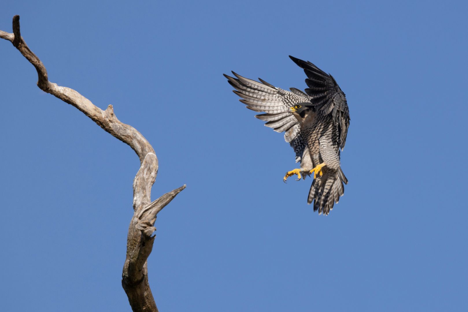 A Peregrine Falcon landing on a tree branch