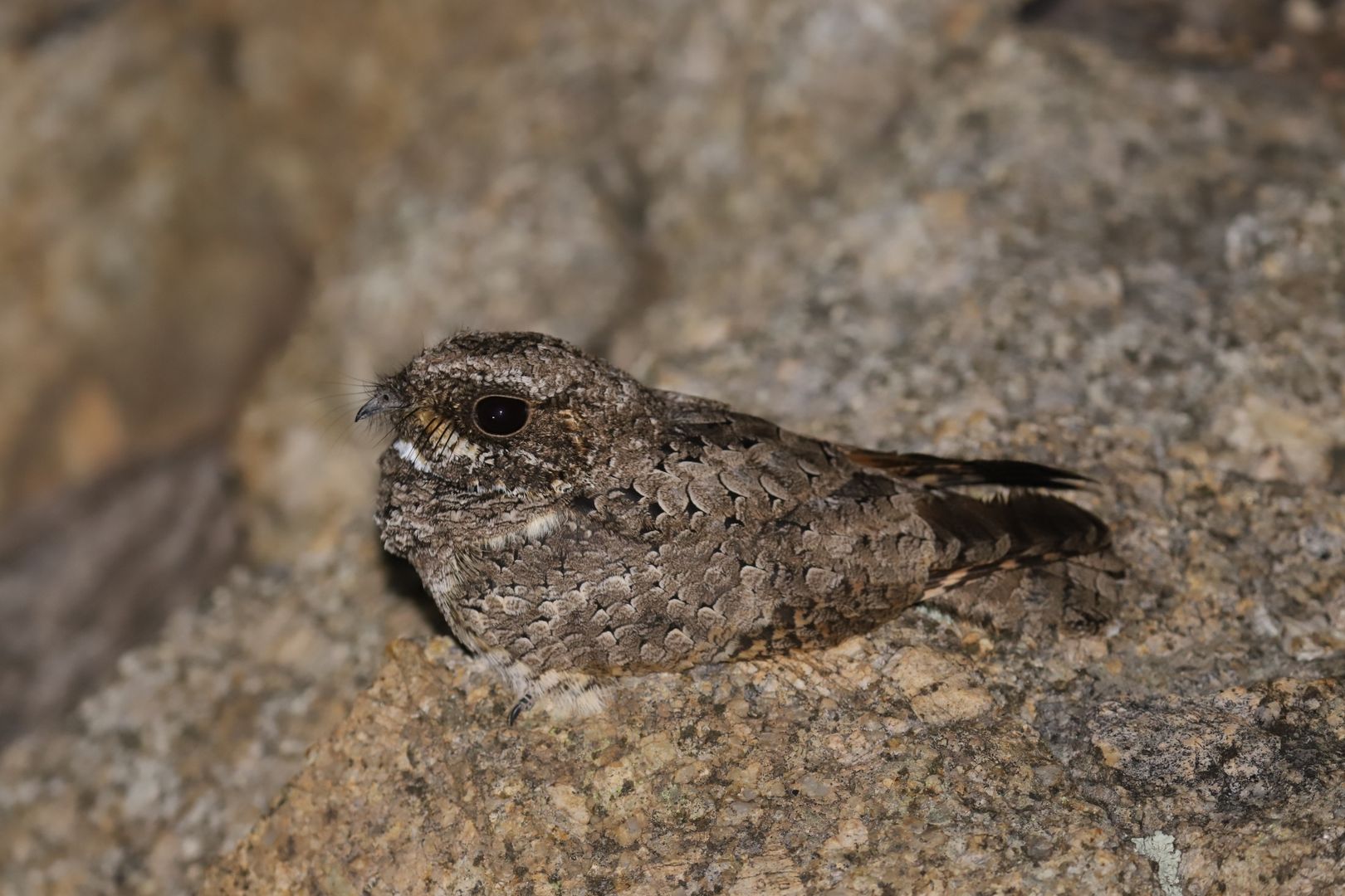 Common Poorwill