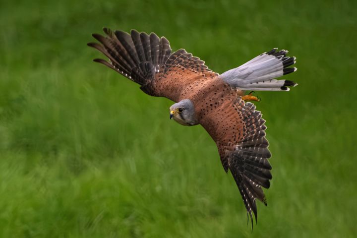 Bird Watching Groups in Utah: The Complete Club Directory