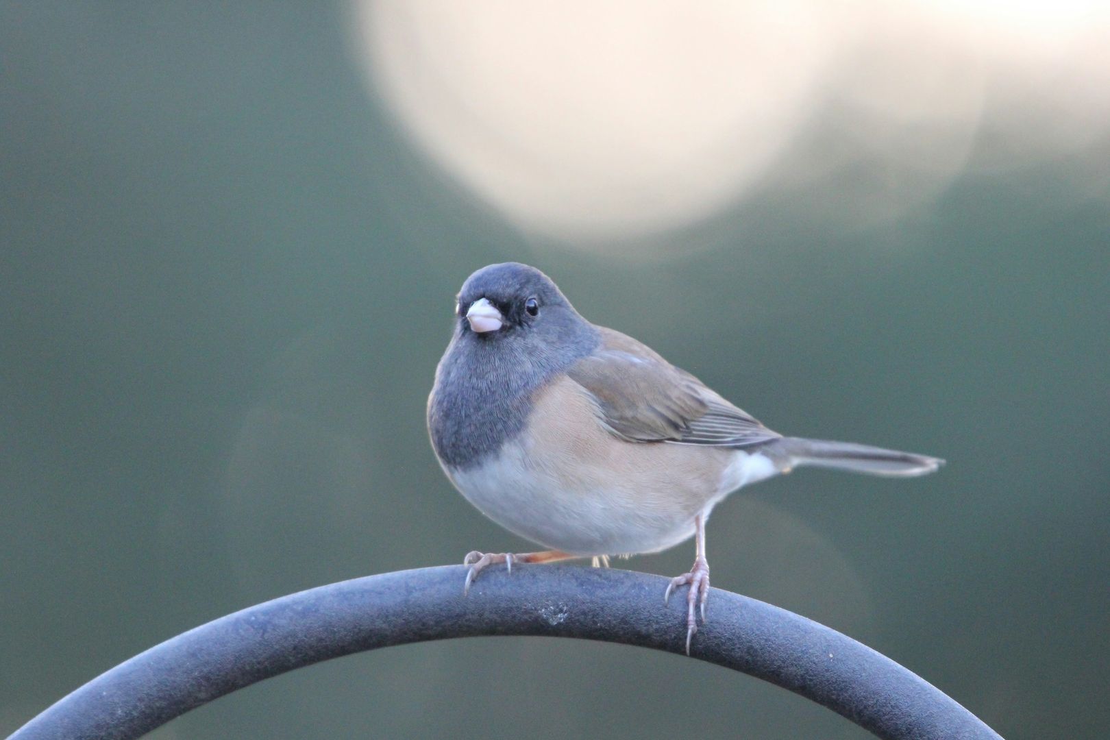 Dark-eyed Junco