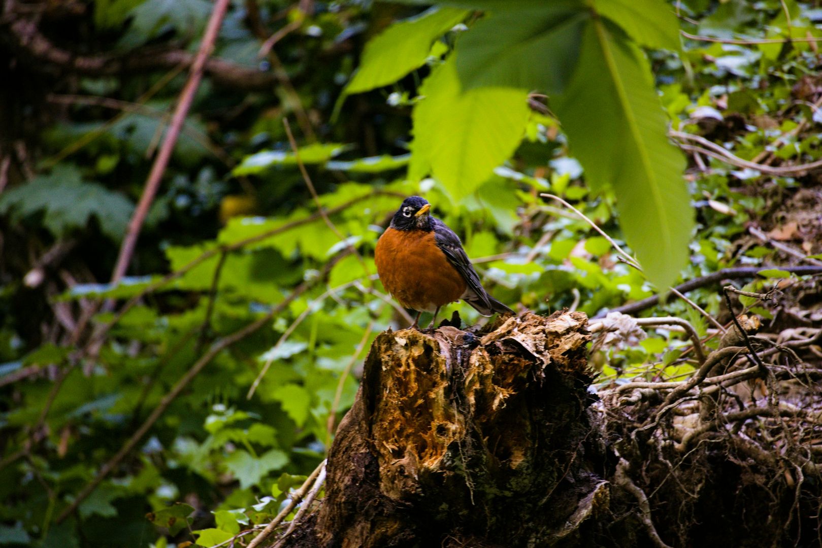 American Robin