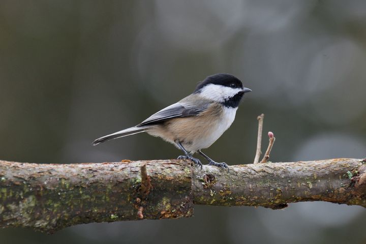 What Birds Don't Migrate? The Year-Round Birds at Your Feeder