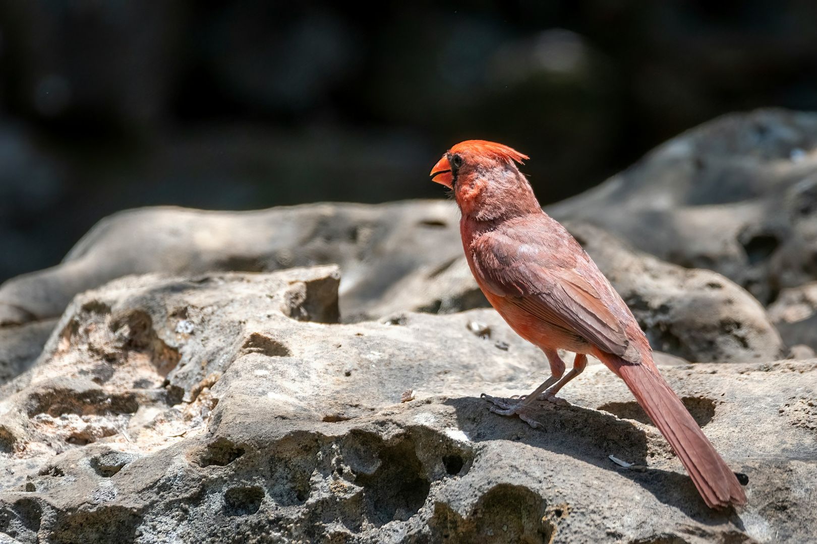 Northern Cardinal