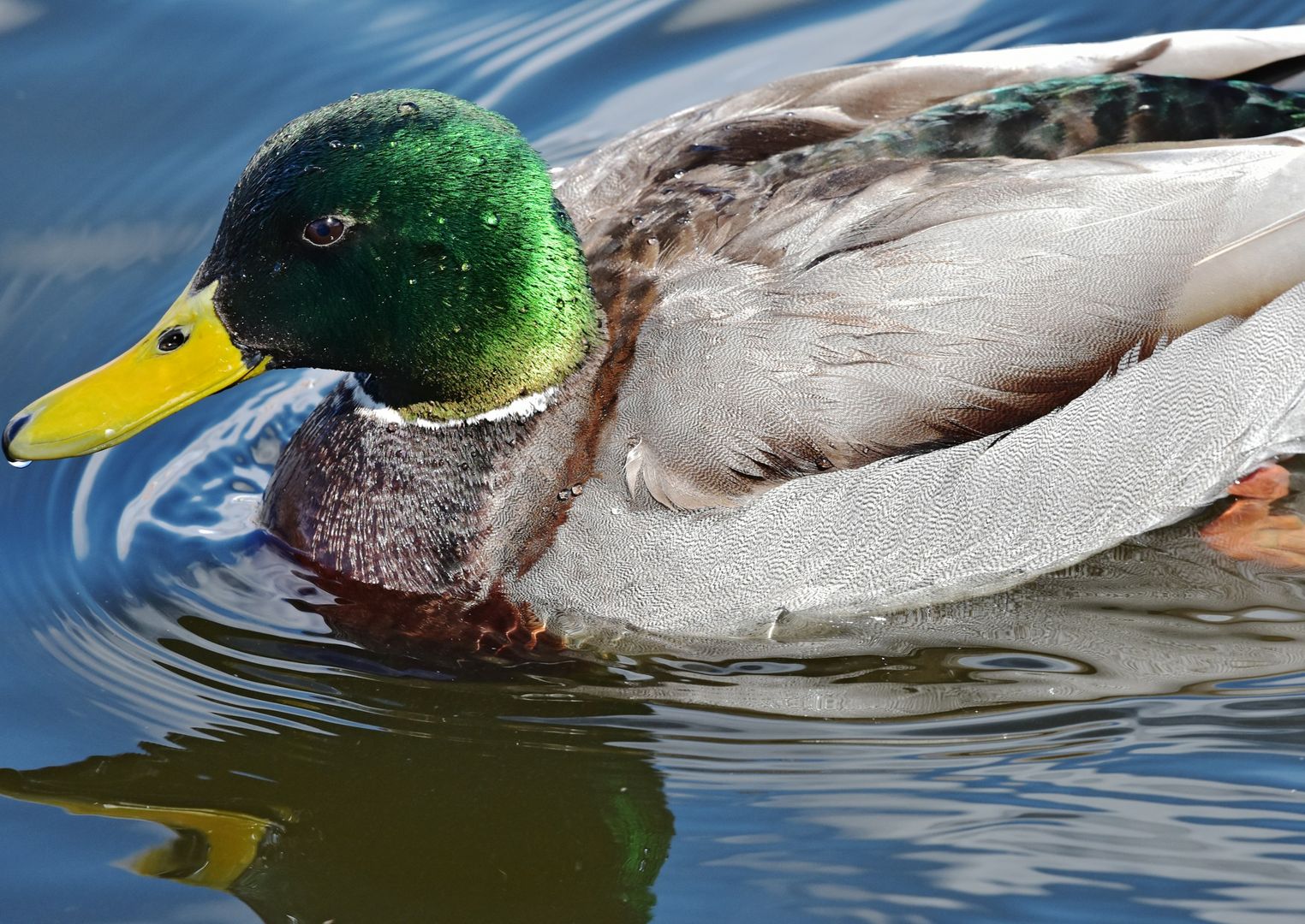 Mallard
