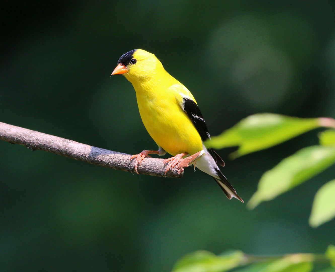 american goldfinch on branch