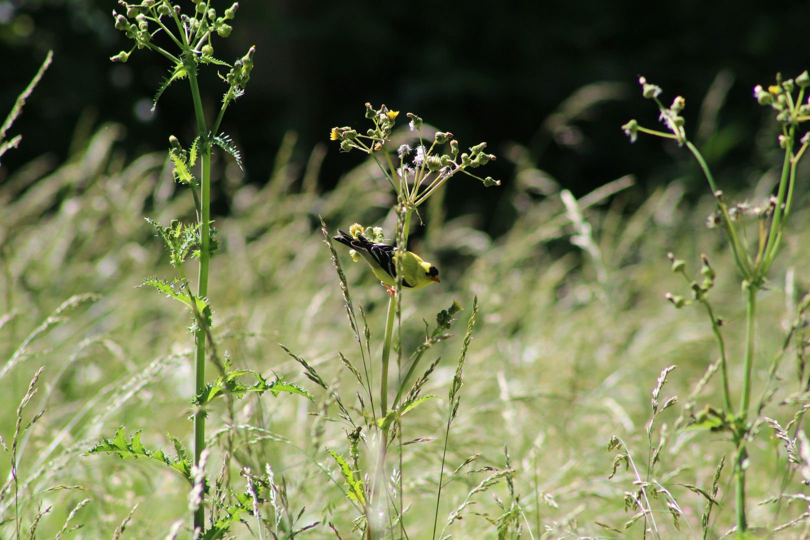 American Goldfinch