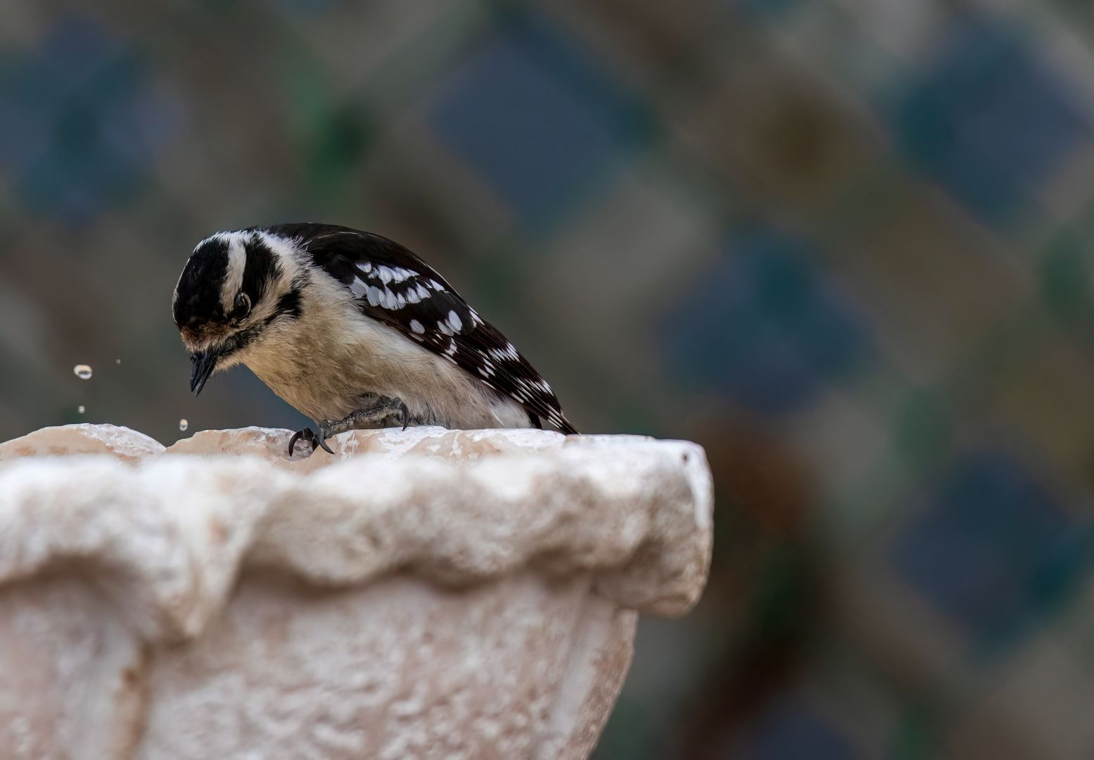 Downy Woodpecker