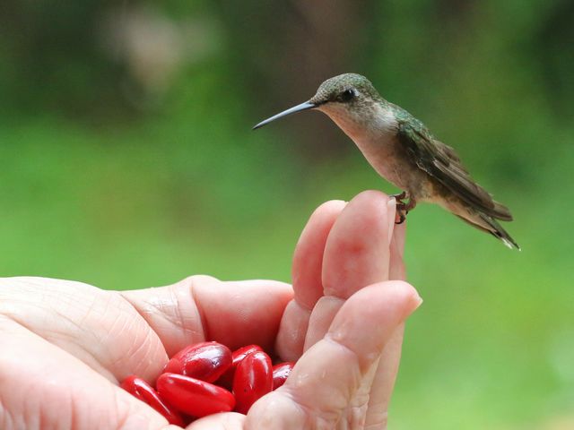 12 Best Hummingbird Plants in Colorado