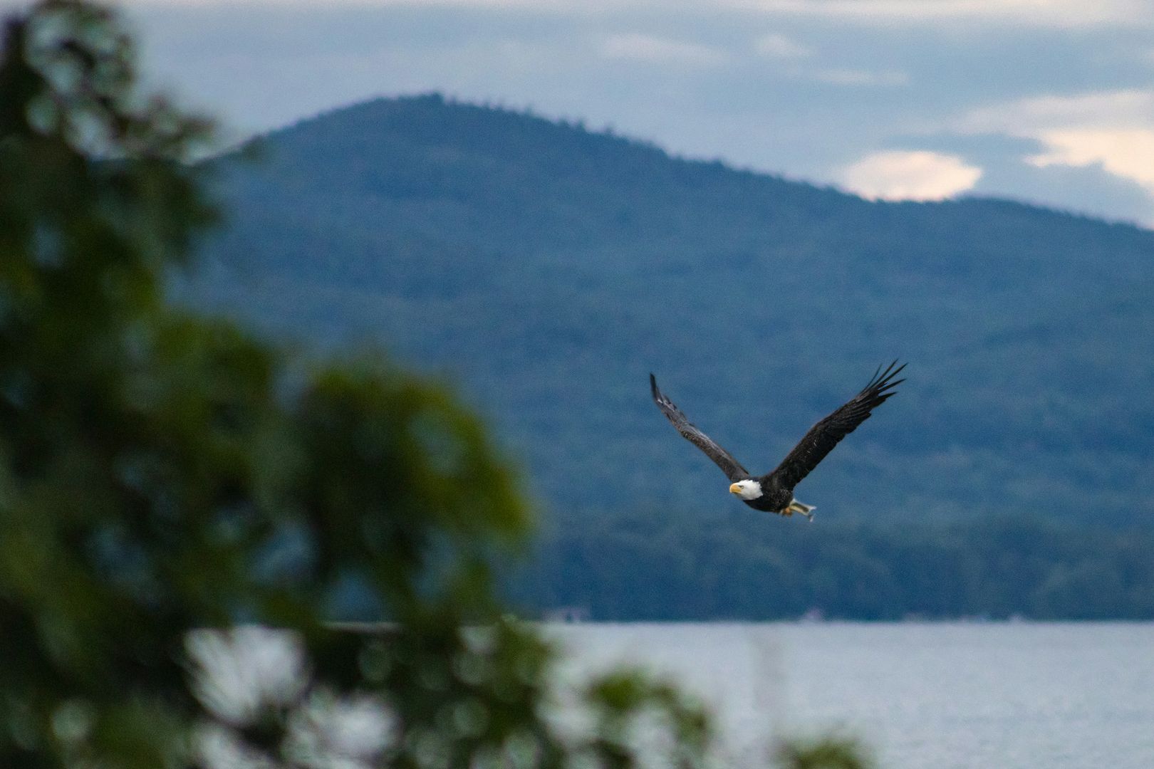 Bald Eagle