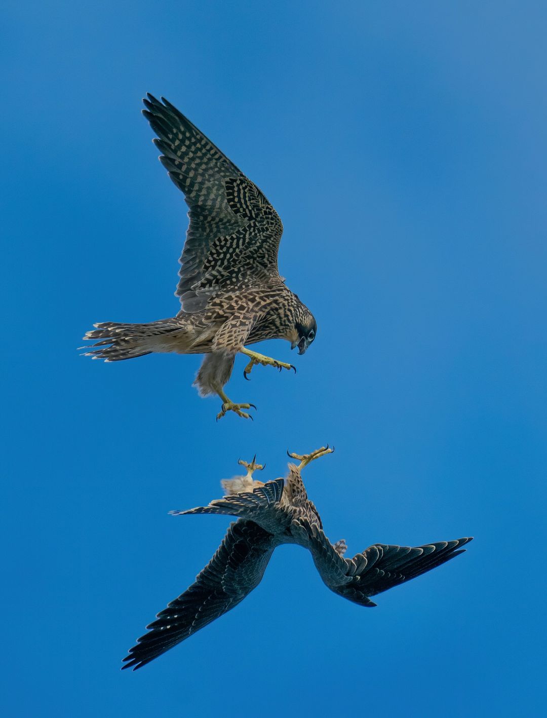 Two Peregrine Falcons grabbing each other in the air