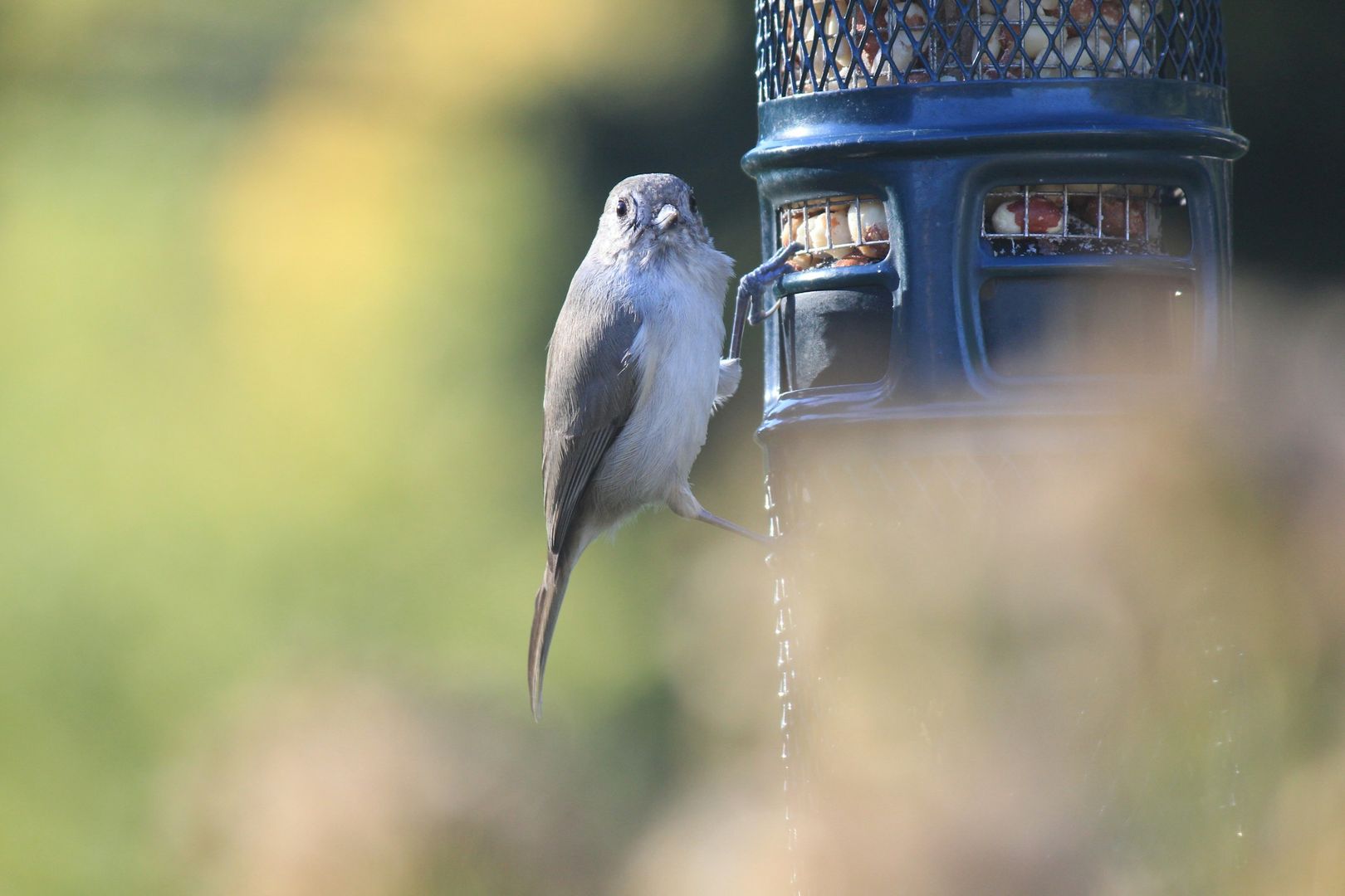 Oak Titmouse