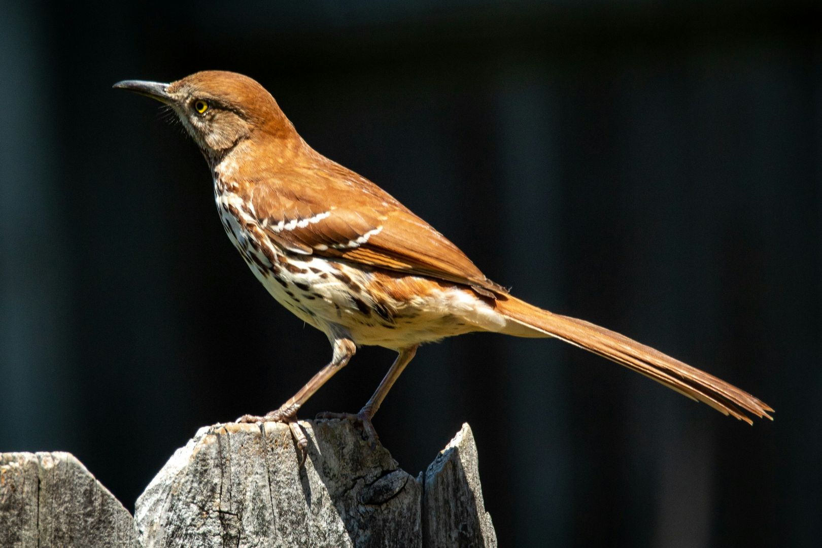 Brown Thrasher