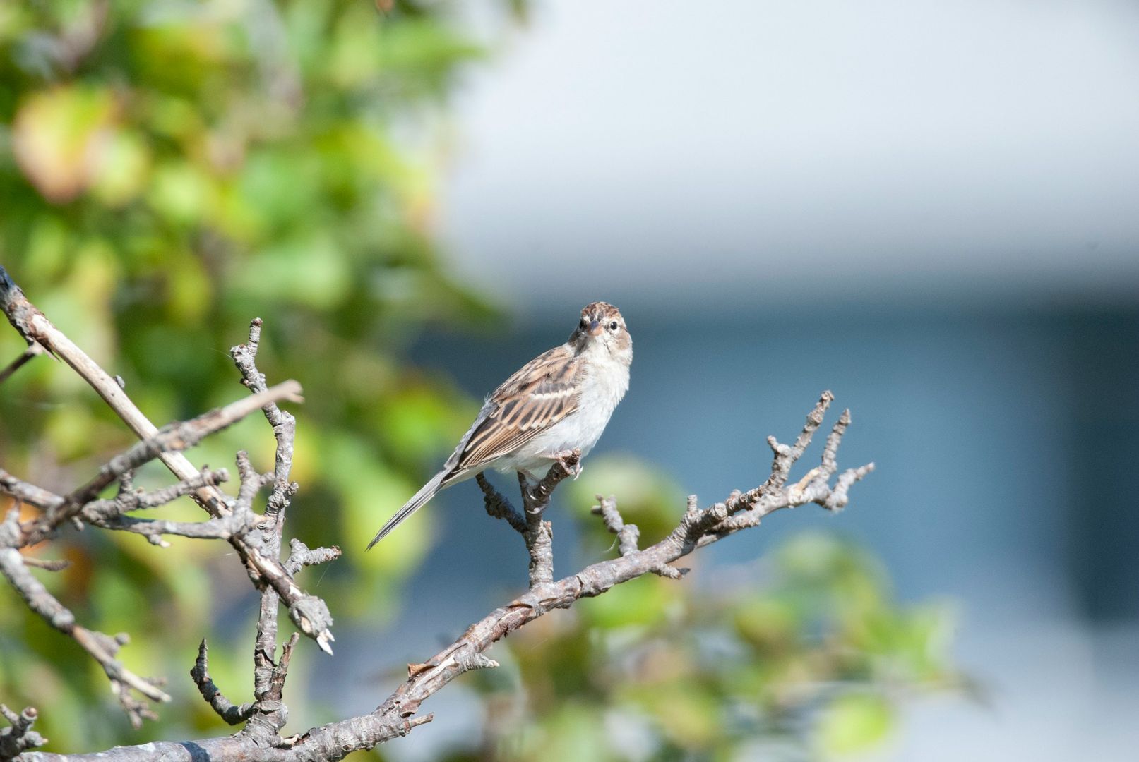 Chipping Sparrow