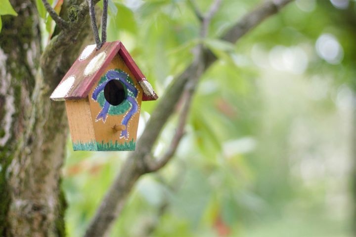 The 6 Best Wood Bird House Kits