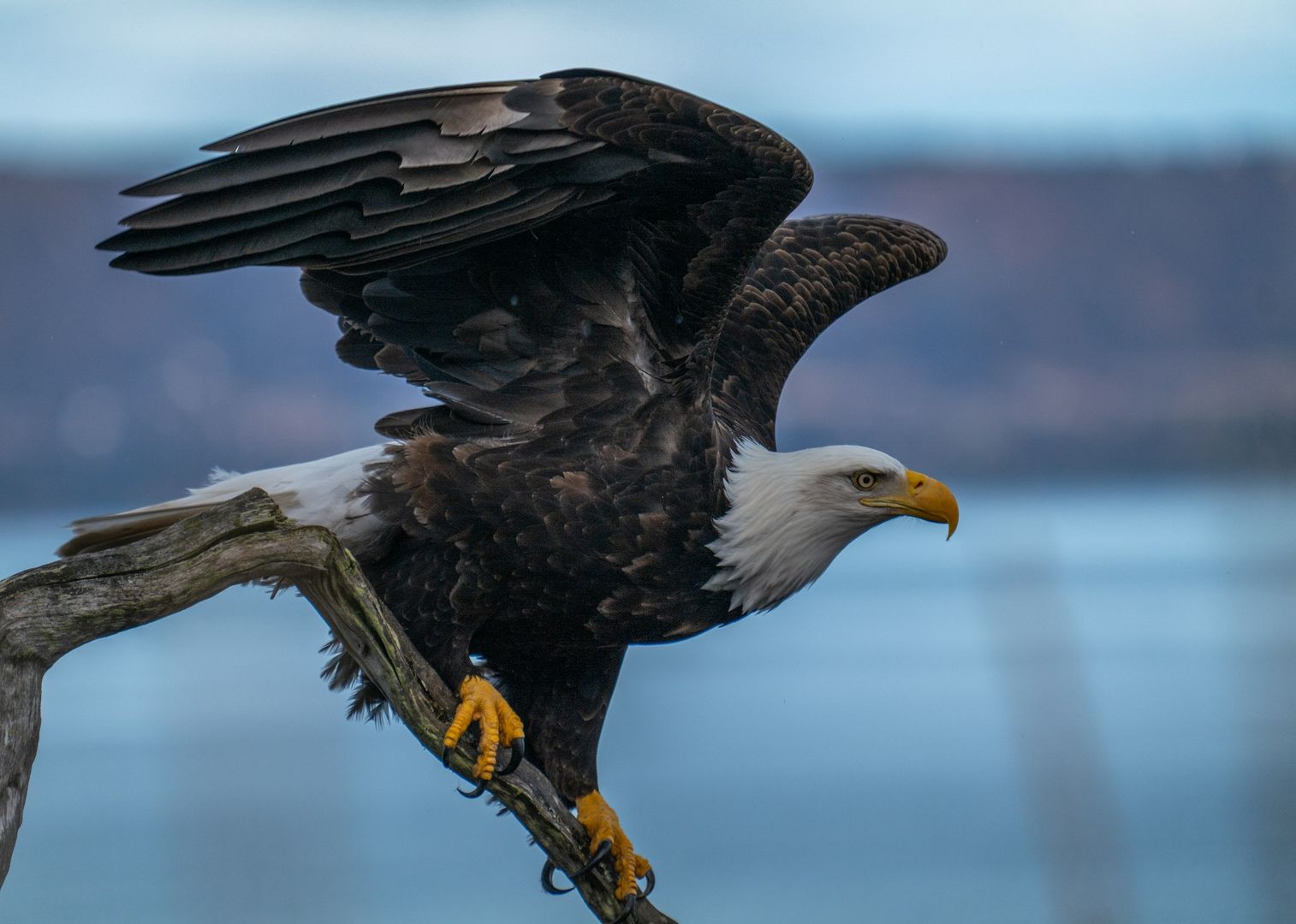 Bald Eagle